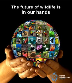 World Wildlife Day - The Future of Wildlife is in Our Hands
