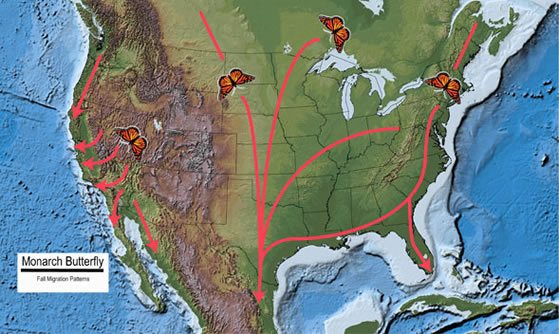 Migration pattern of North American Monarch butterfly