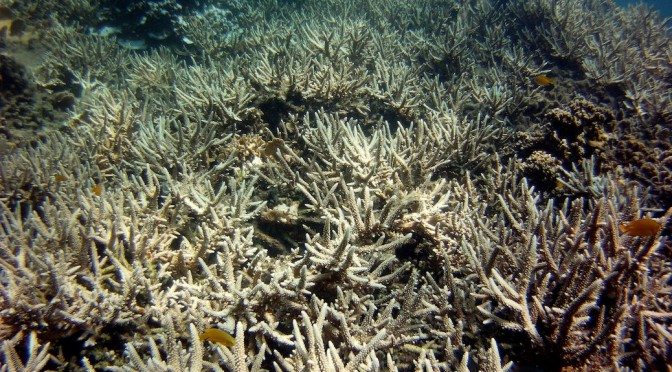 Climate change, El Nino warming ocean waters and prolonging coral bleaching event