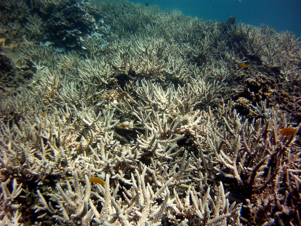 Climate change, El Nino warming ocean waters and prolonging coral bleaching event