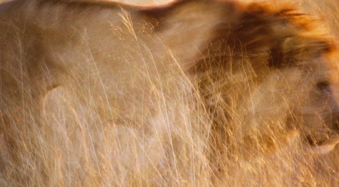 A lone lion in Africa. World Wildlife Day