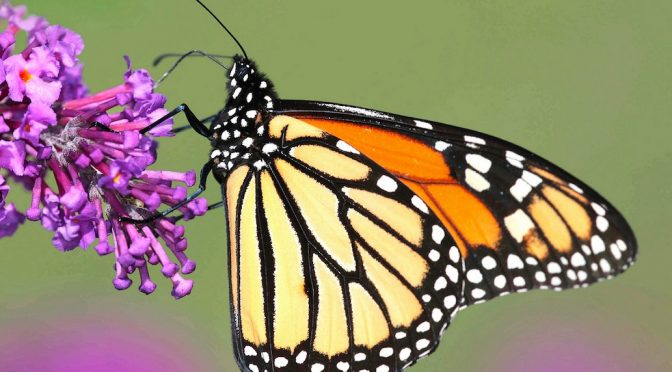 The keystone Monarch butterfly is stressed from habitat loss, agriculture and climate change